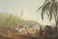 Cutting The Sugar Cane Antigua